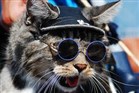 Cool Cats de Castella Fundraising Page