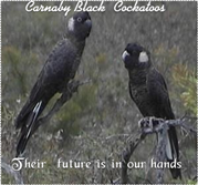 Image of Endangered birds Endangered birds